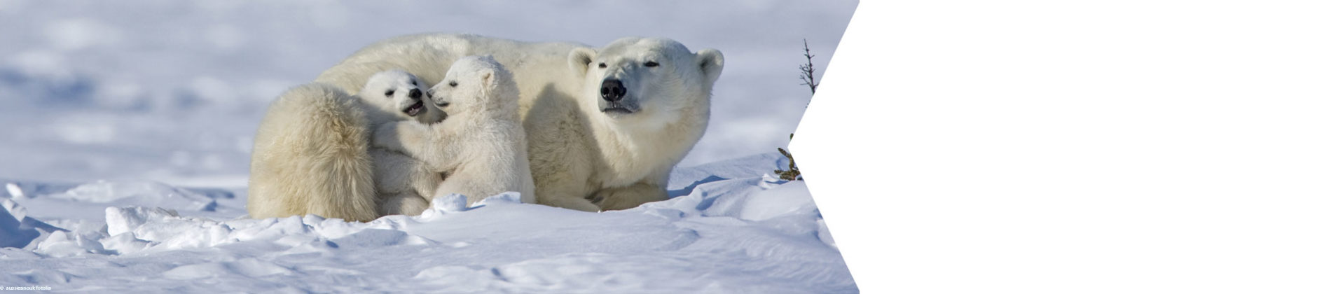 Junge Eisbären hautnah in der Wildnis live erleben.